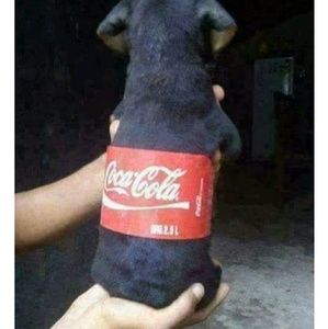 Meet your Posher, Troy